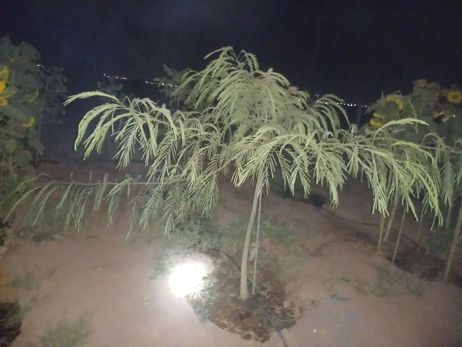 باغ وزمین زعفران در صومعه