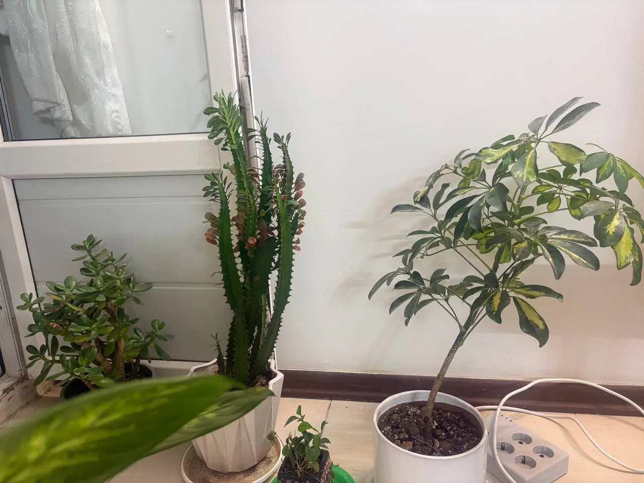 اجاره مغازه تجاری