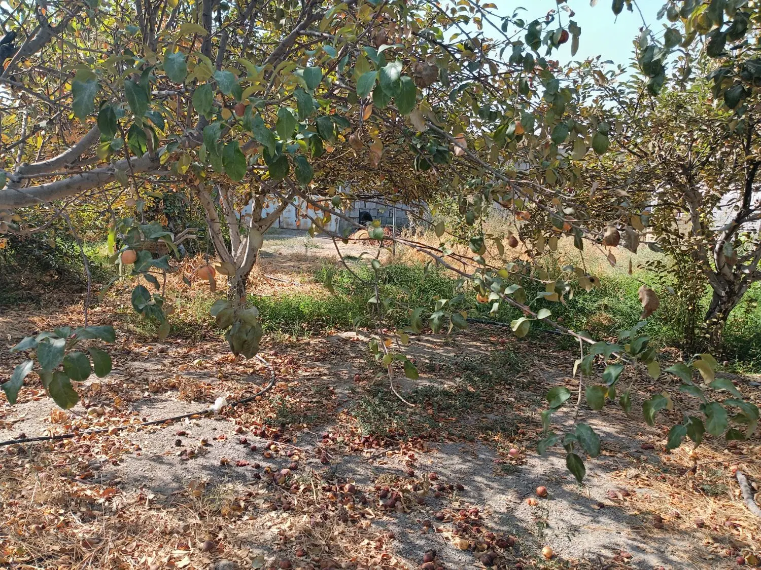 باغ فروشی