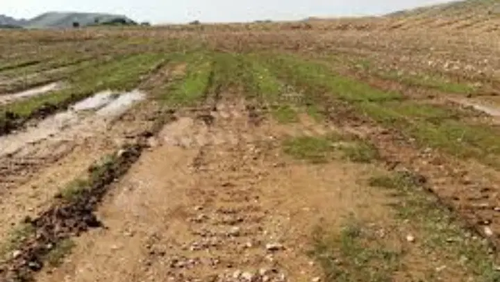 زمین کشاورزی
