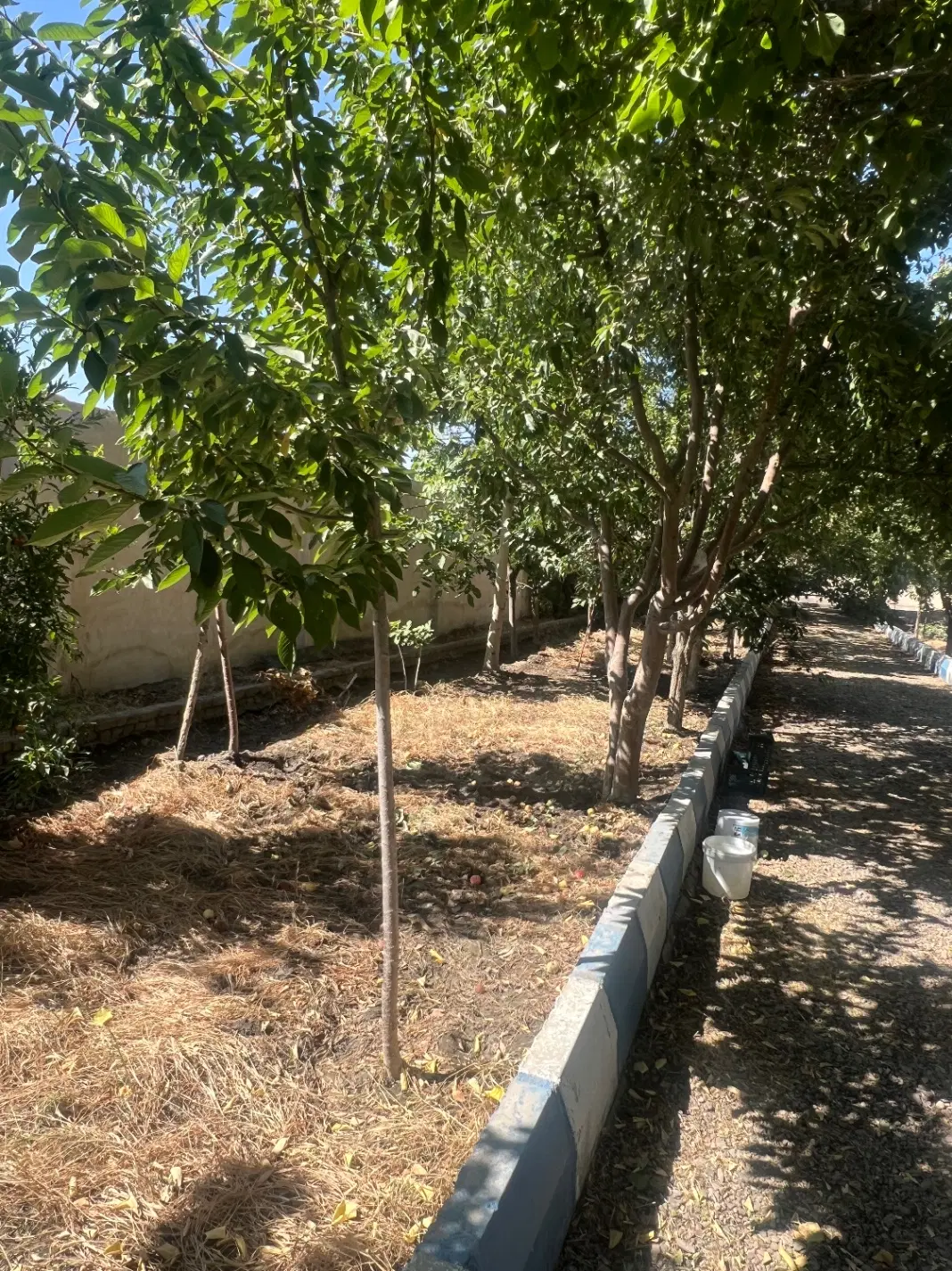 فروش باغ