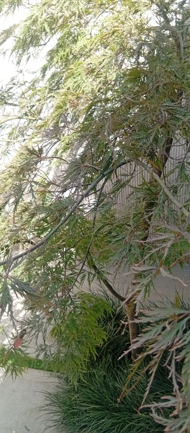 خانه اجاره‌ای فردوسی9