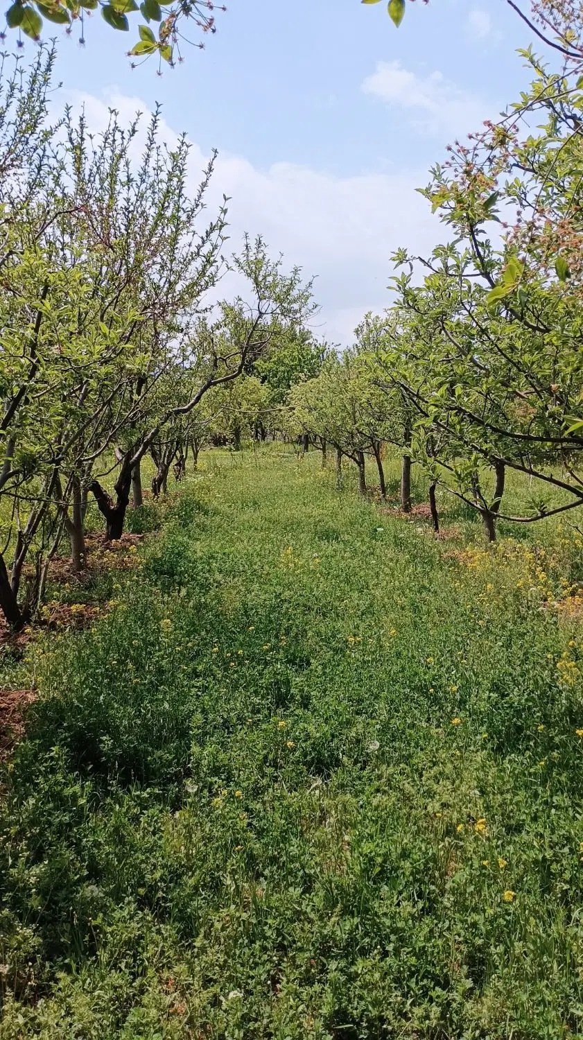 باغ ویلایی