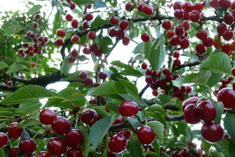 فروش یک قطعه باغ