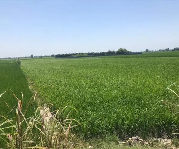 زمین کشاورزی