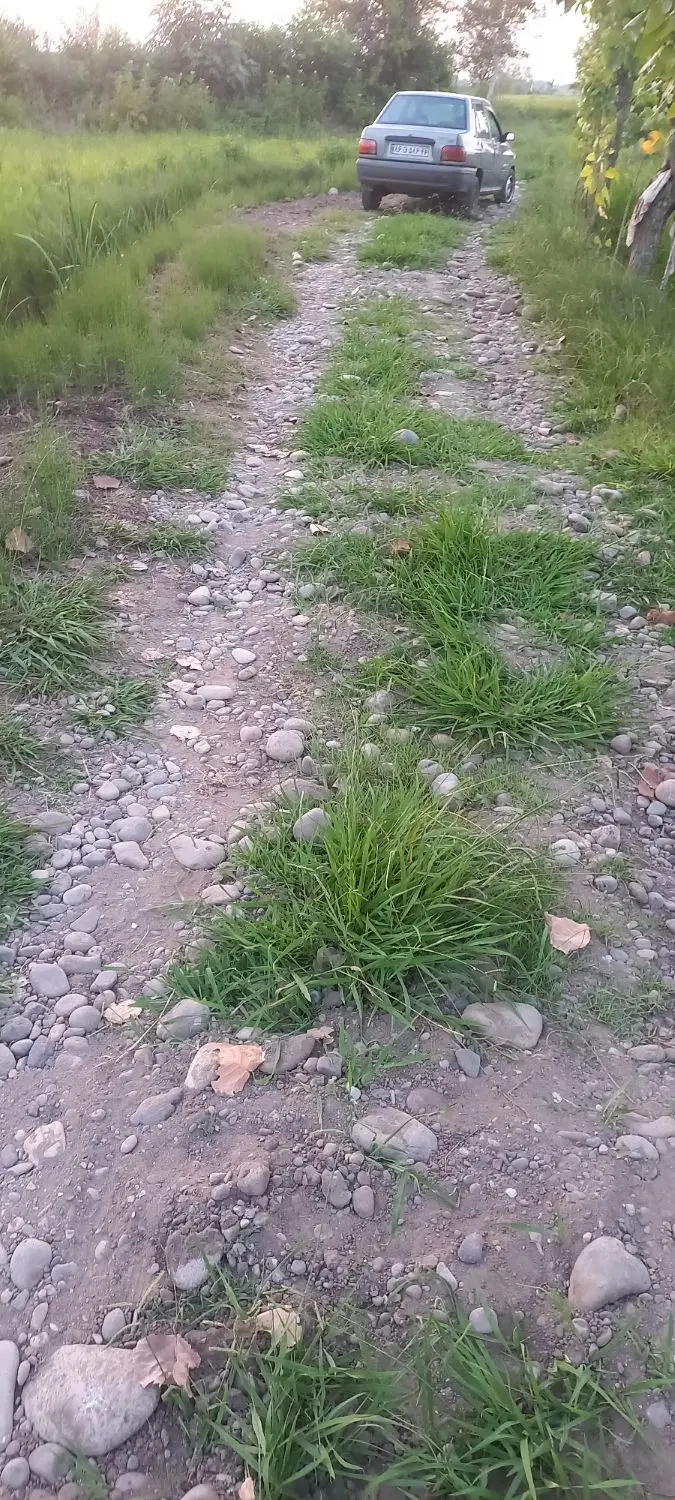 زمین زراعی برنج ۲ هکتار