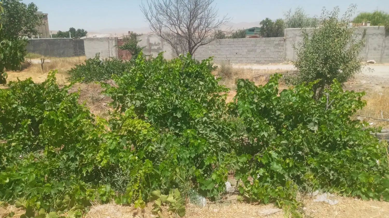 فروش باغ
