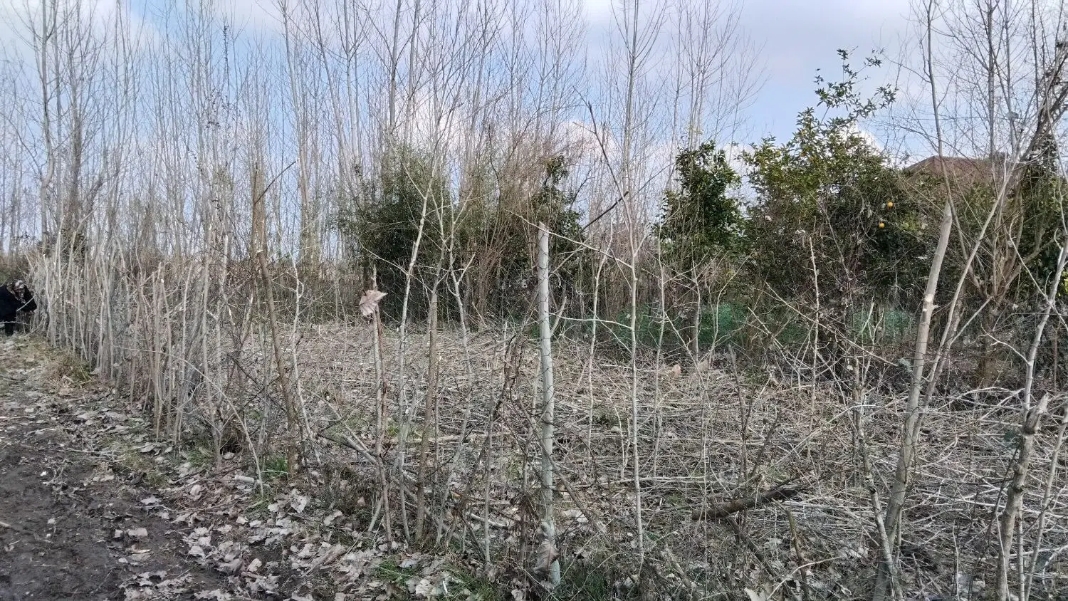 زمین  باغی،مسکونی