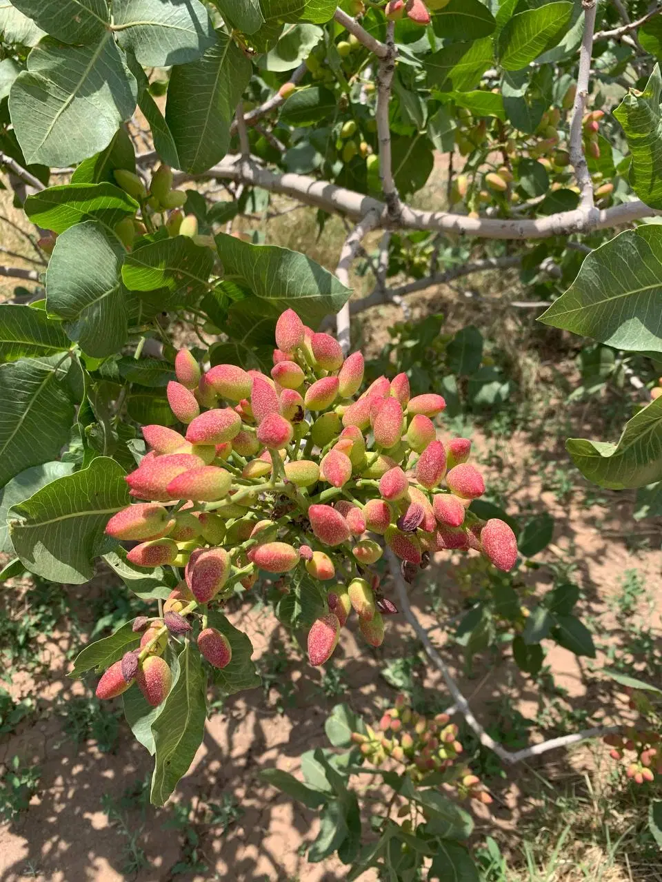 موقعیت خرید آسان.باغ.وباغچه