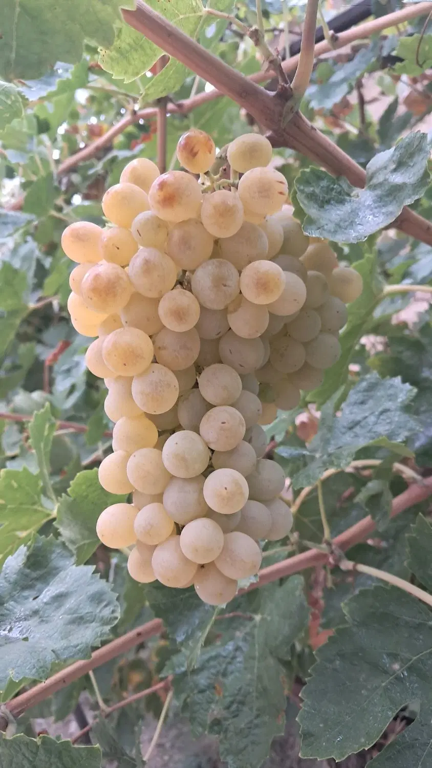 باغ حسین اباد خیابان سرچشمه بعدازسفره خانه سرچشمه