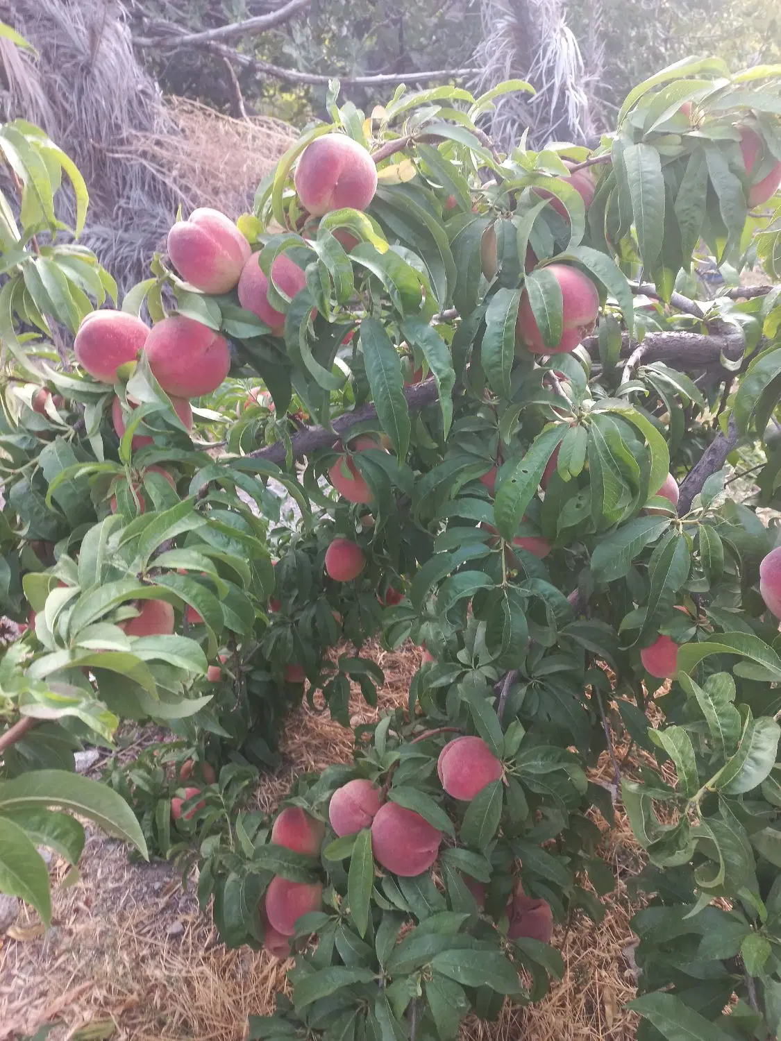 زمین مسکونی