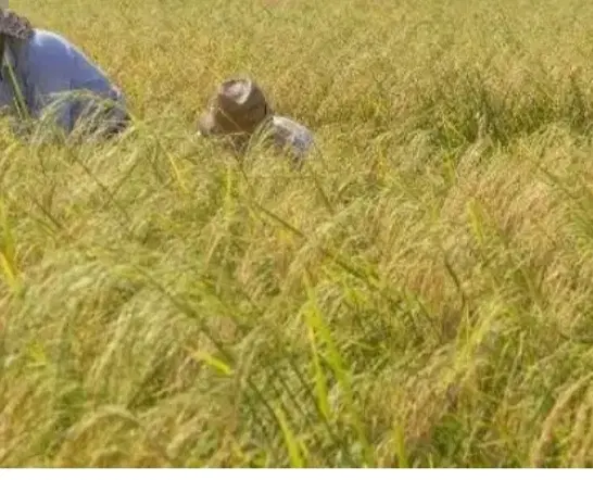 زمین کشاورزی