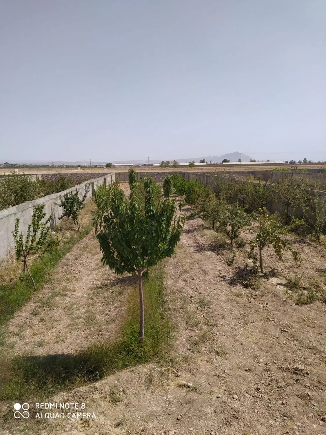 باغ ویلایی