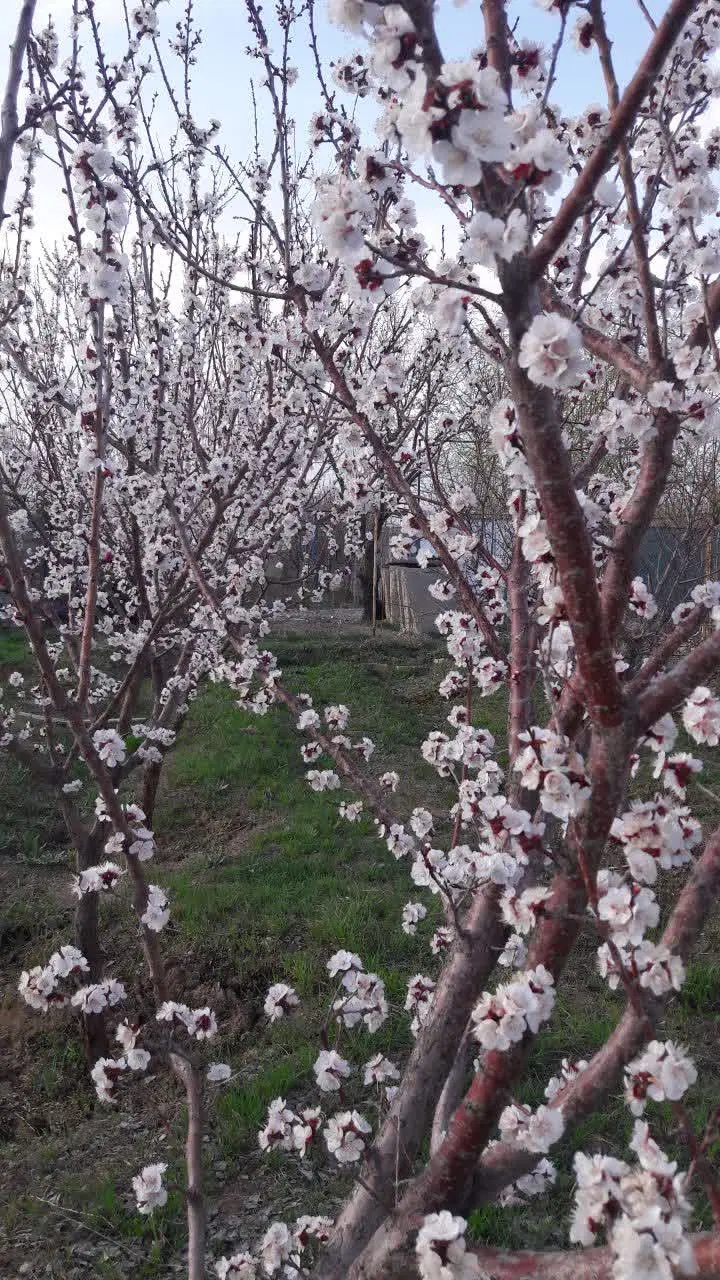 باغ حاجی اباد