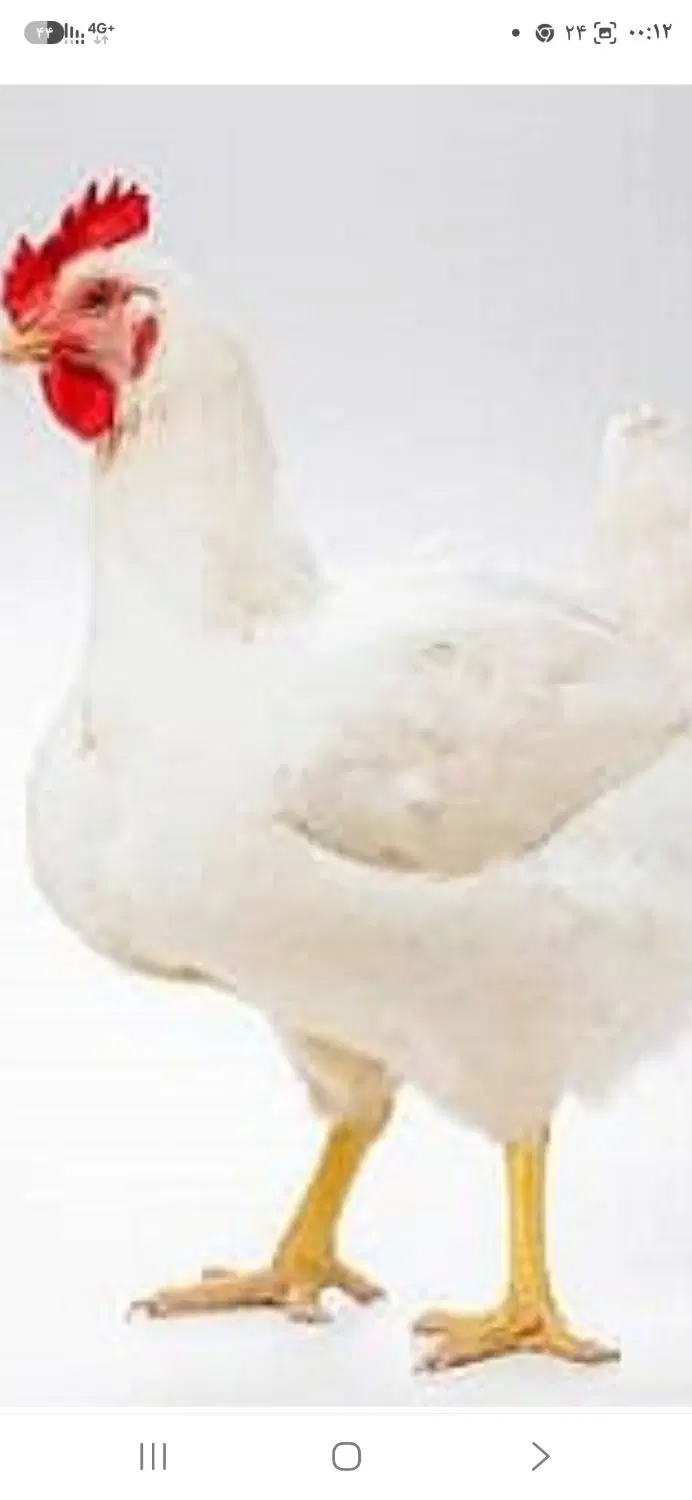 مرغداری