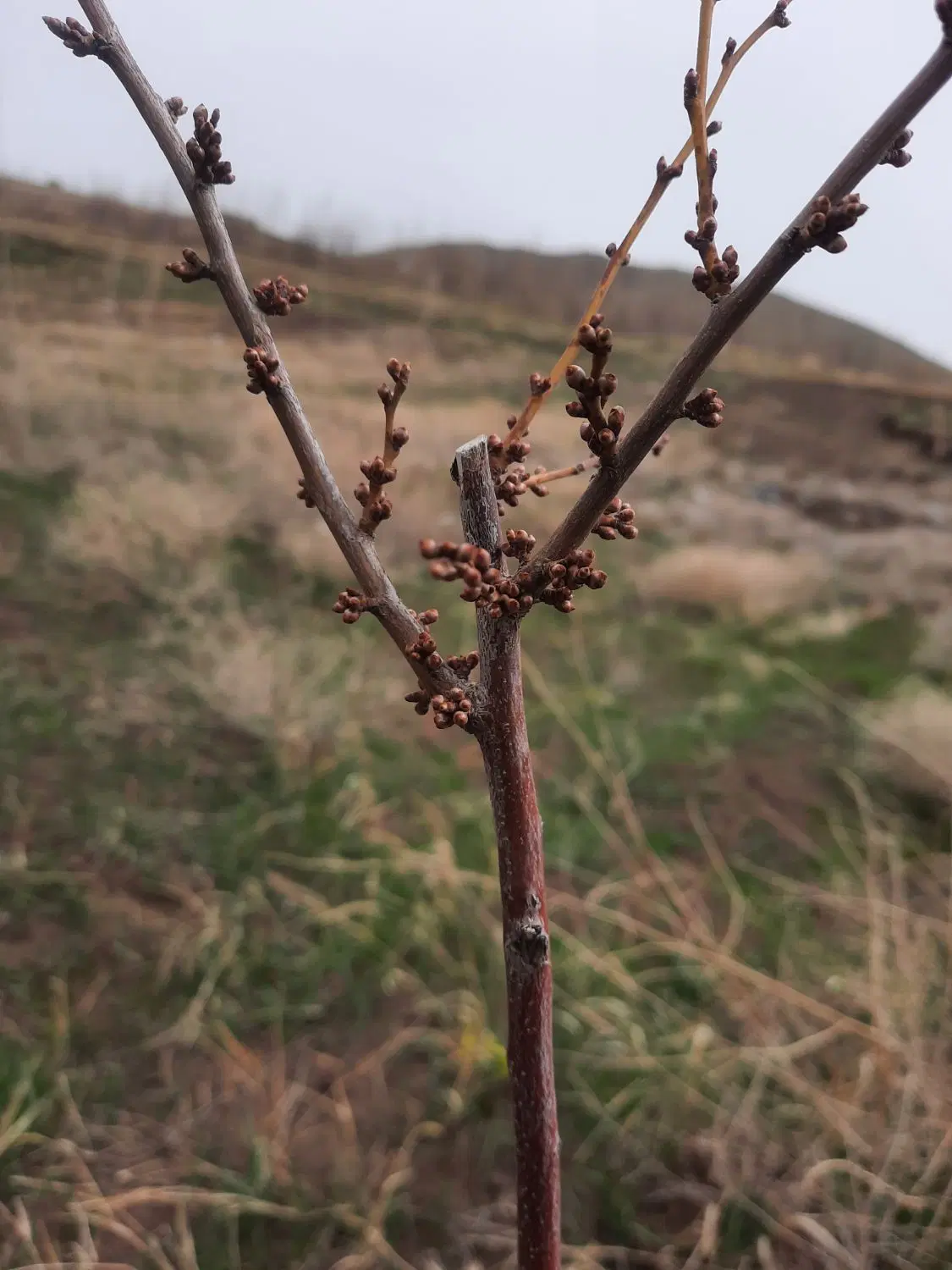 باغ امند بالاتراز گاوازنگ