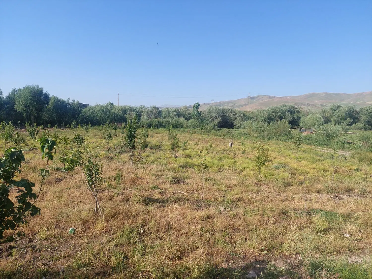 اجاره گیرنده زمین کشاورزی  بارانی