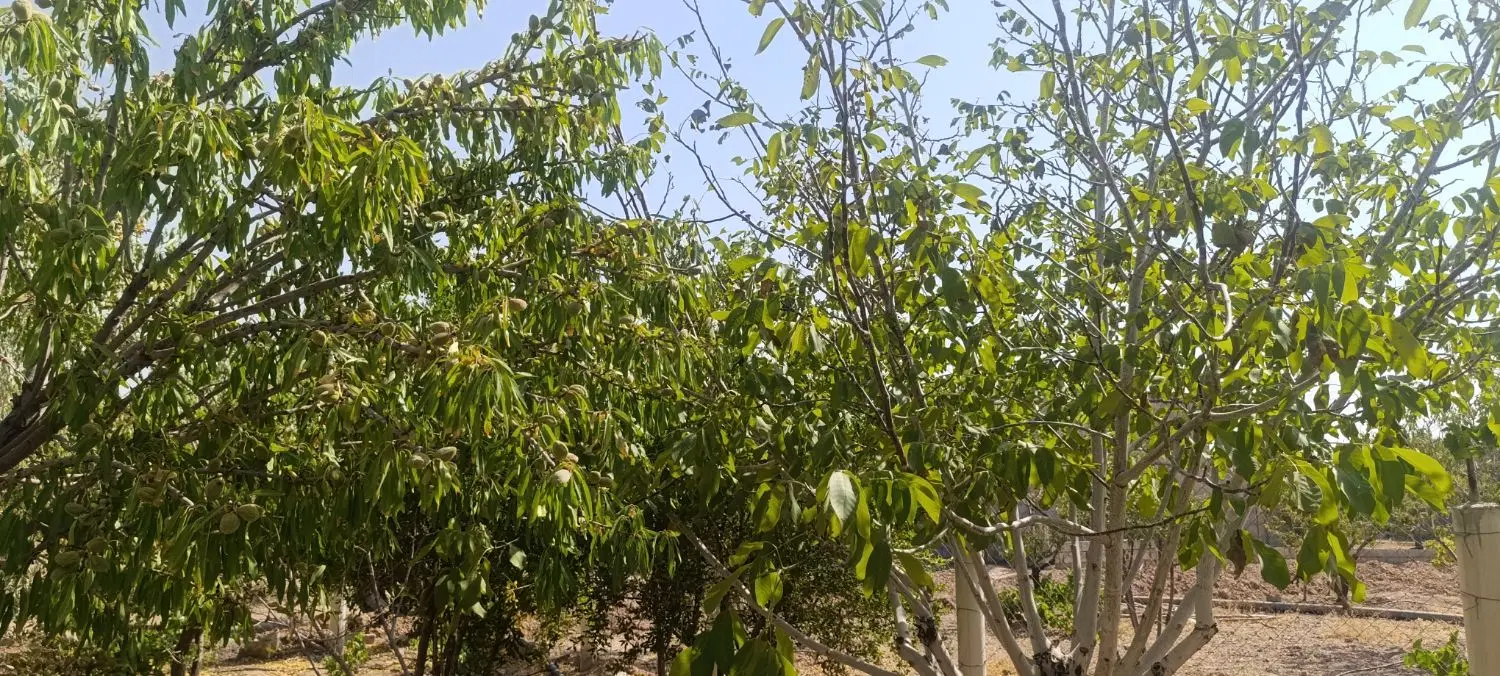 باغ بادام