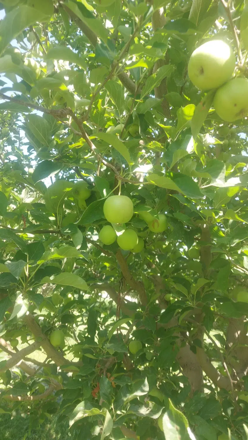 باغ سیب