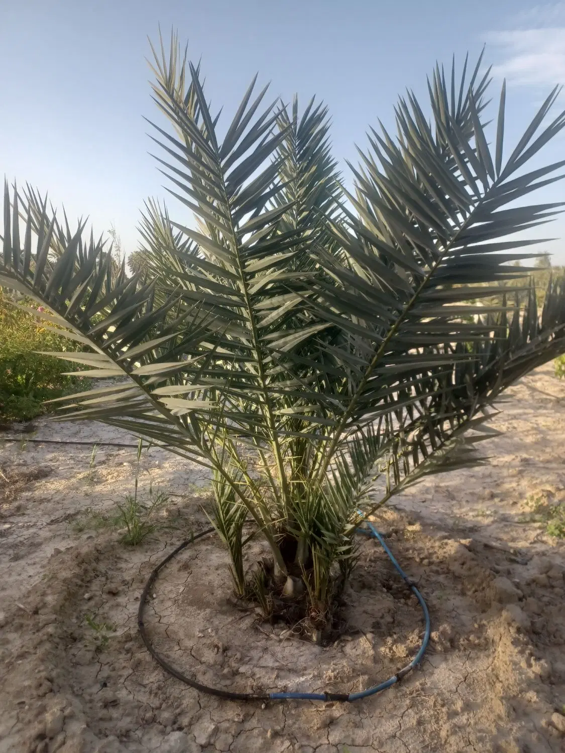 فروش باغشهری