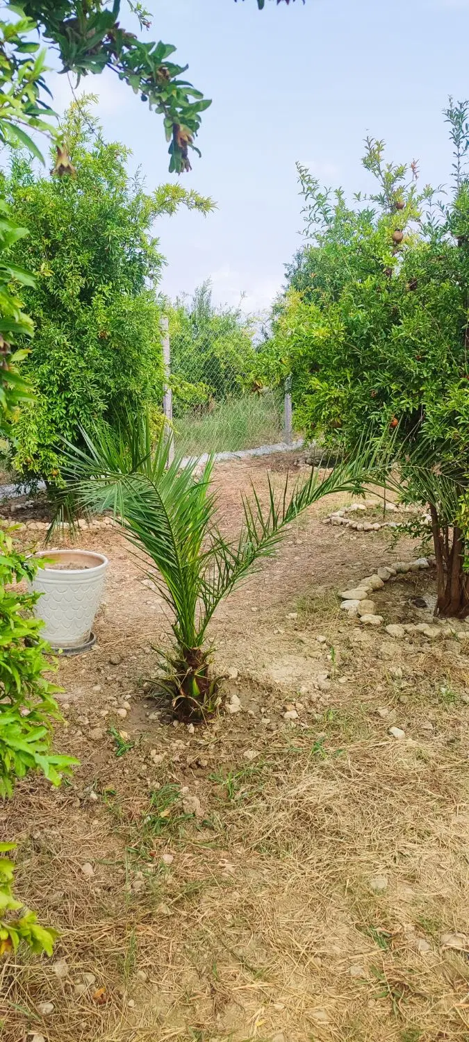 زمین باغ 727مترسنددارفنس کشی آماده مجوز دار
