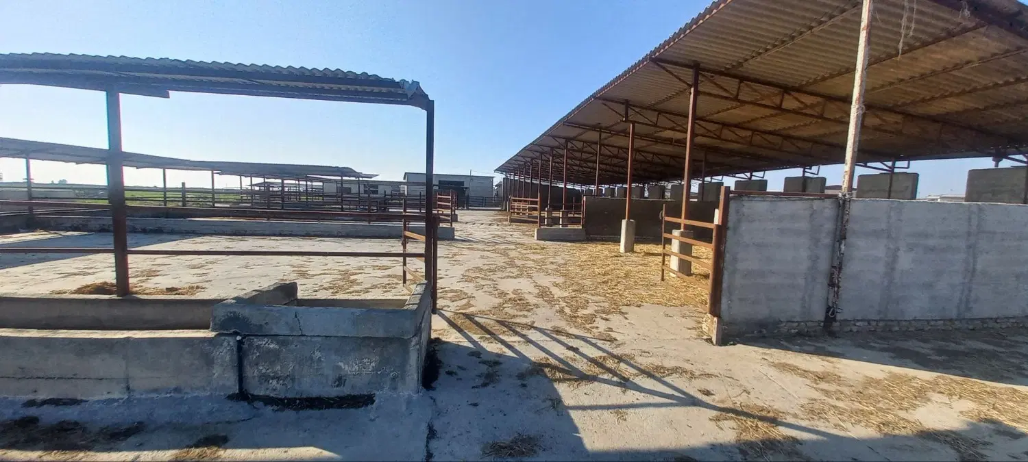 اجاره دامداری با تمام امکانات