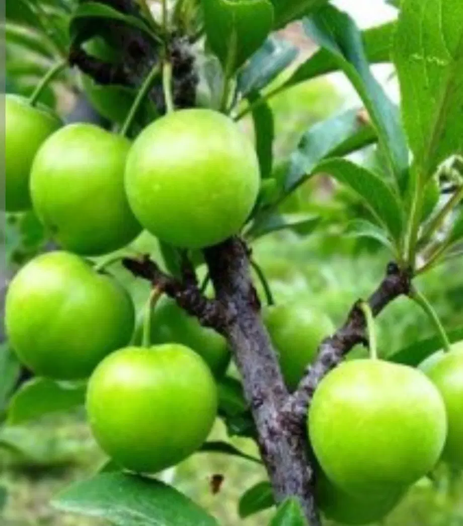 زمین طرح هادی