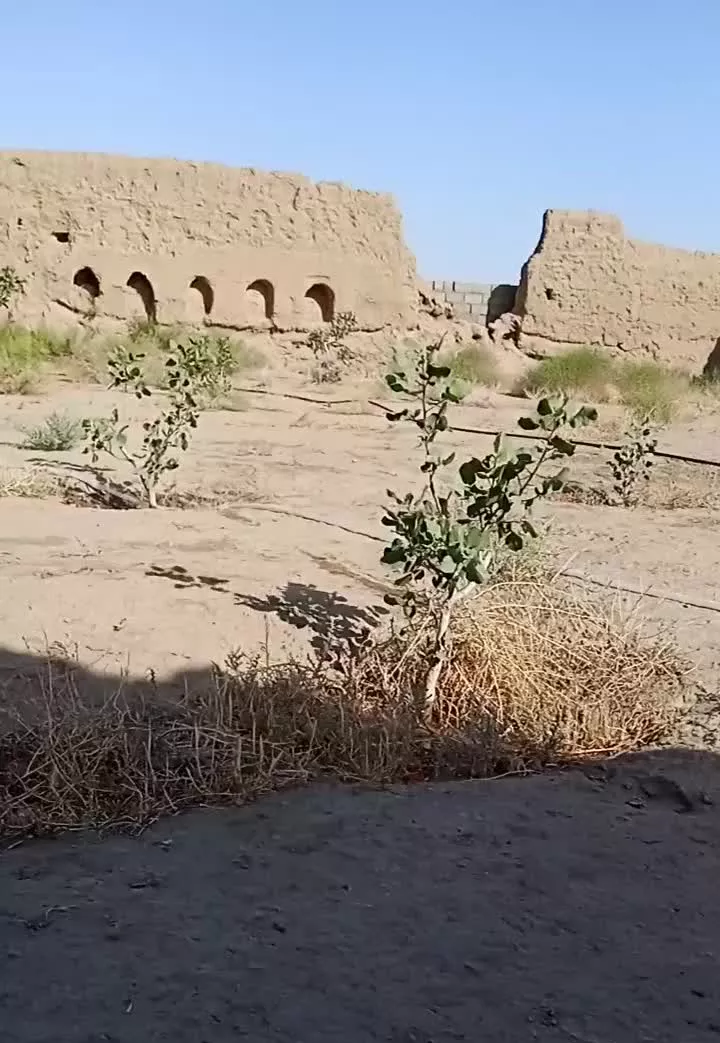 باغ پسته روستا هاشم اباد