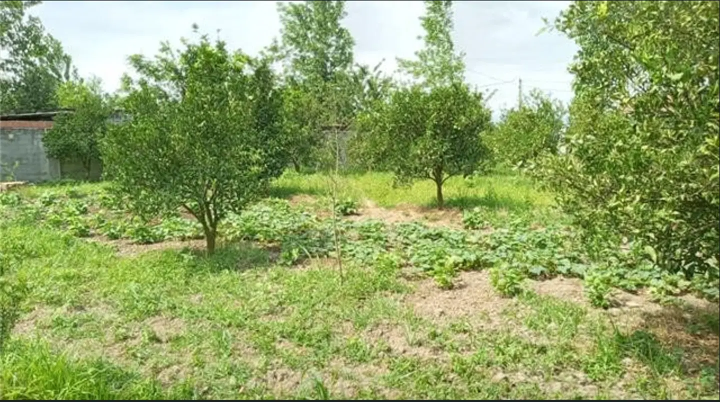 فروش زمین مسکونی سند دار در روستای کچا استان گیلان