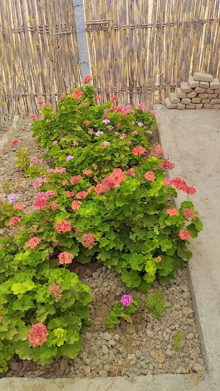 یک قطع زمین خانه باغ کریم آباد جاده استادیوم