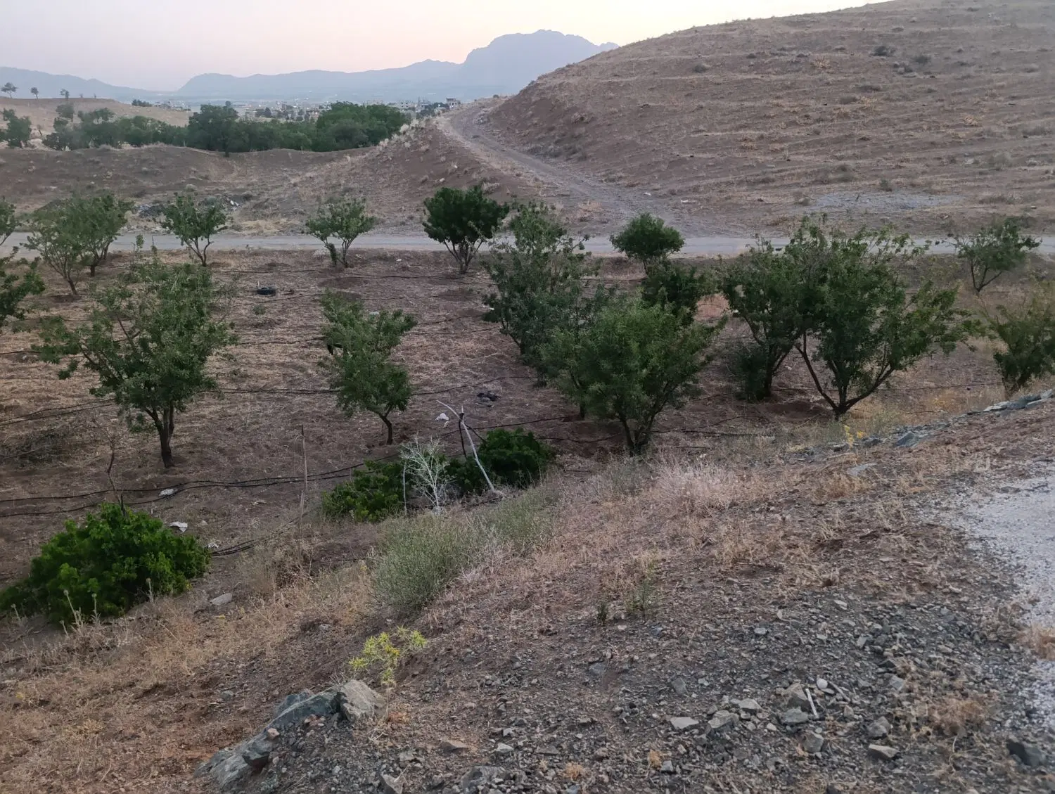 باغ ‌دارای سند