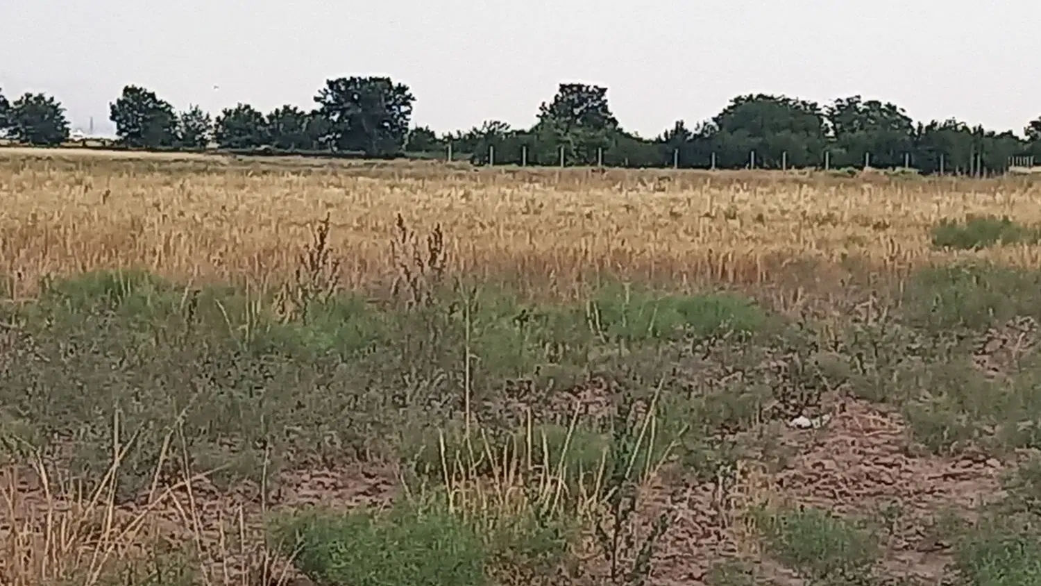 زمین باغ ویلا