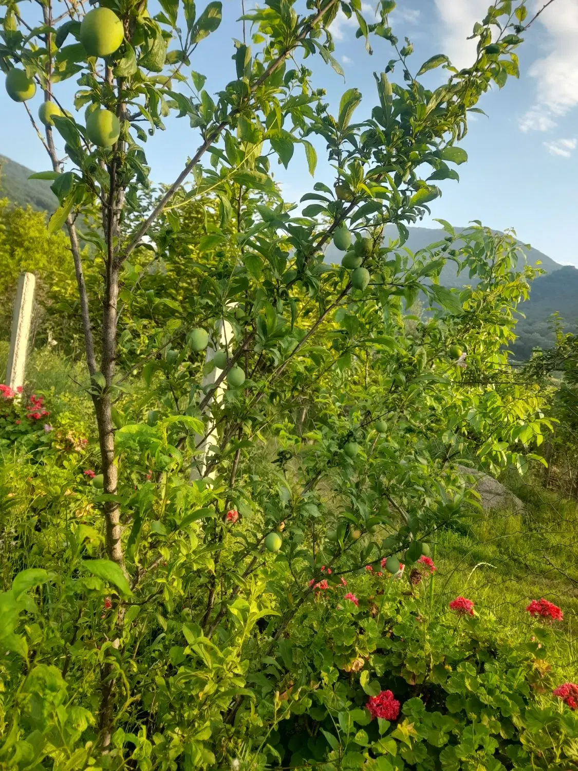 اجاره زمین و باغ