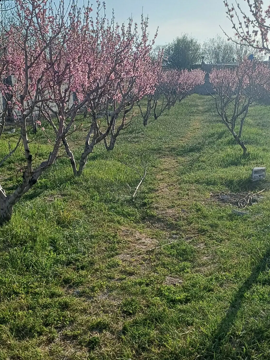 زمین کشاورزی ج سنتو جیرانلار