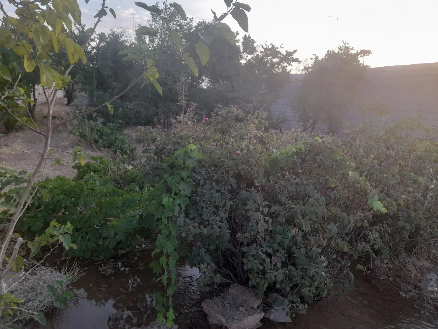 باغ نزدیک بیشه