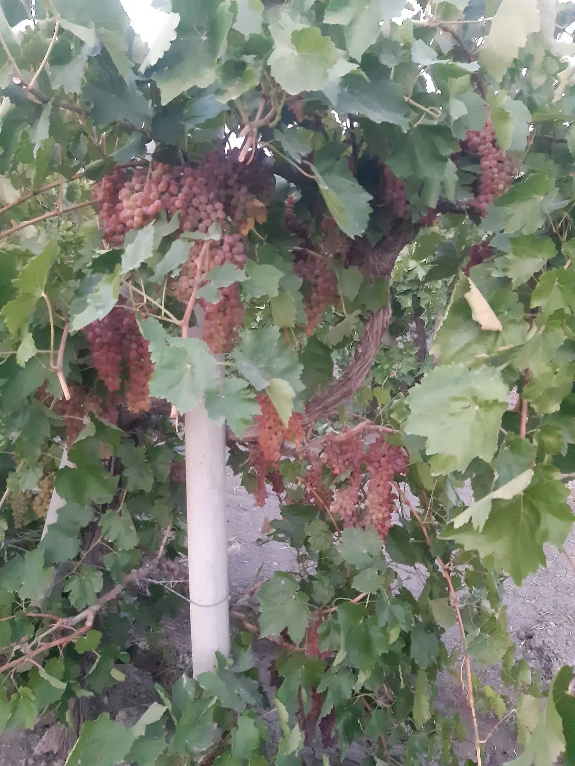 اجاره باغ انگور