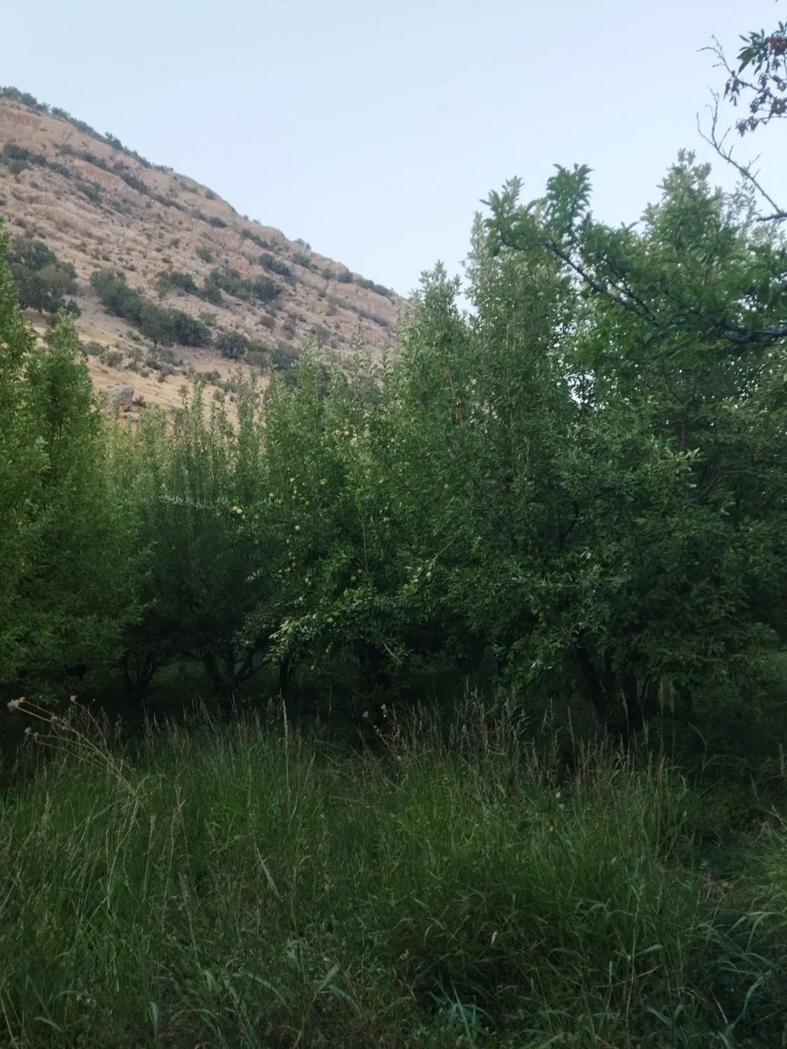 باغ ثمری   روستای وزگ