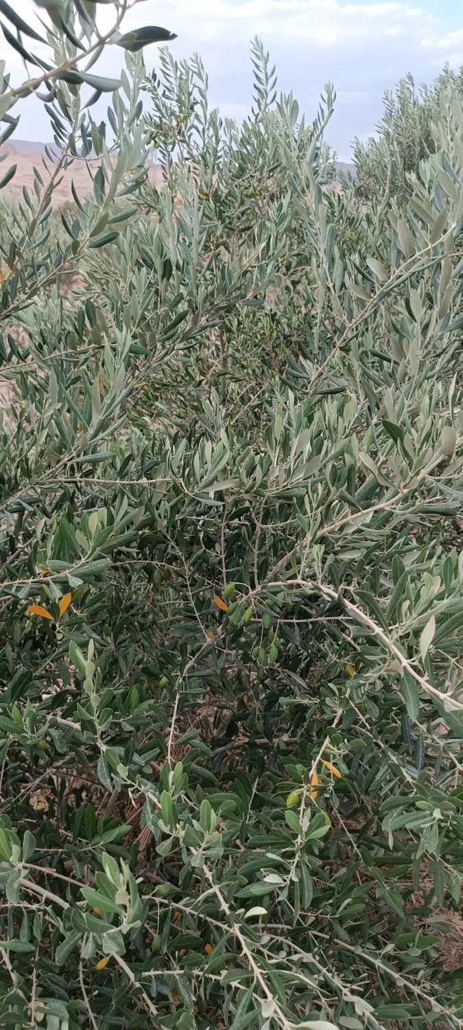 فروش استثنایی باغ در گرمسار