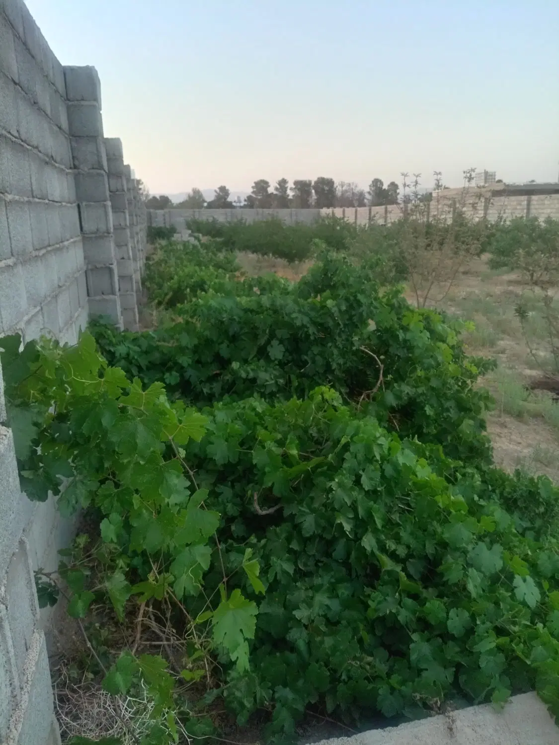 باغ معاوضه