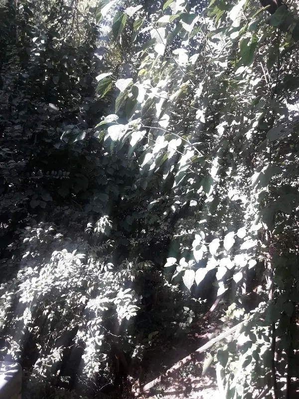 آگهی مزایده