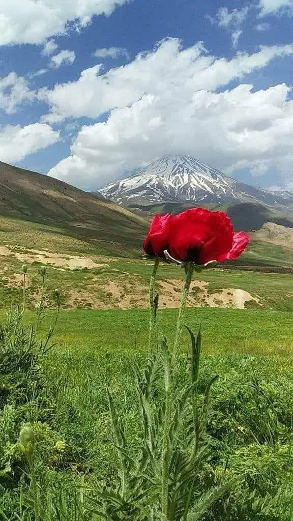 اجاره 5000مترمربع زمین کشاورزی برای تمام محصول