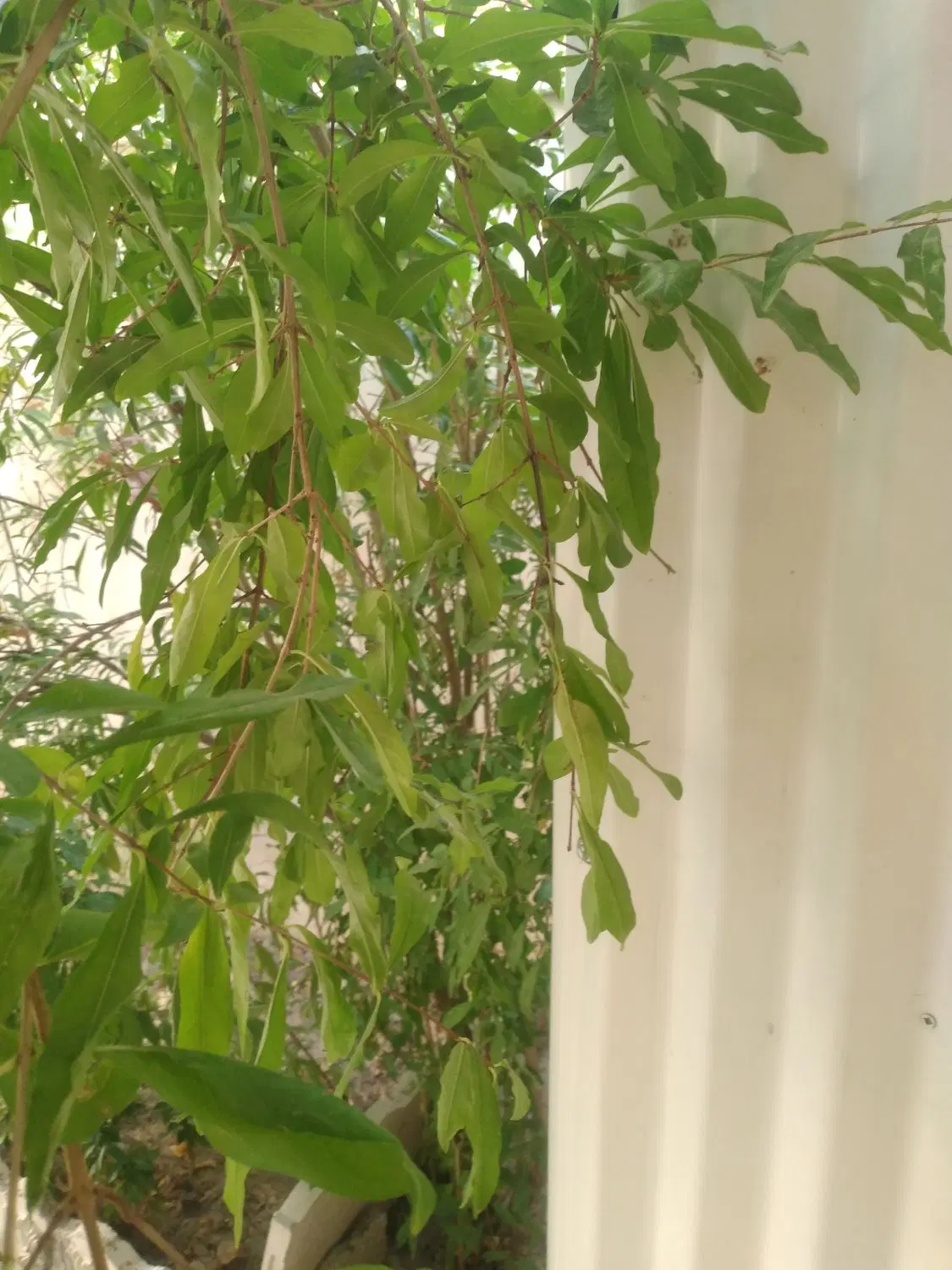 خانه ویلایی رهن کامل