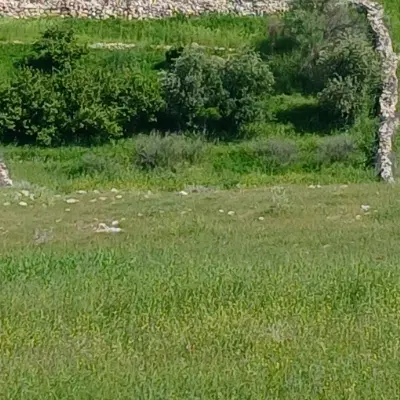 معاوضه زمین یاسوج با گچساران