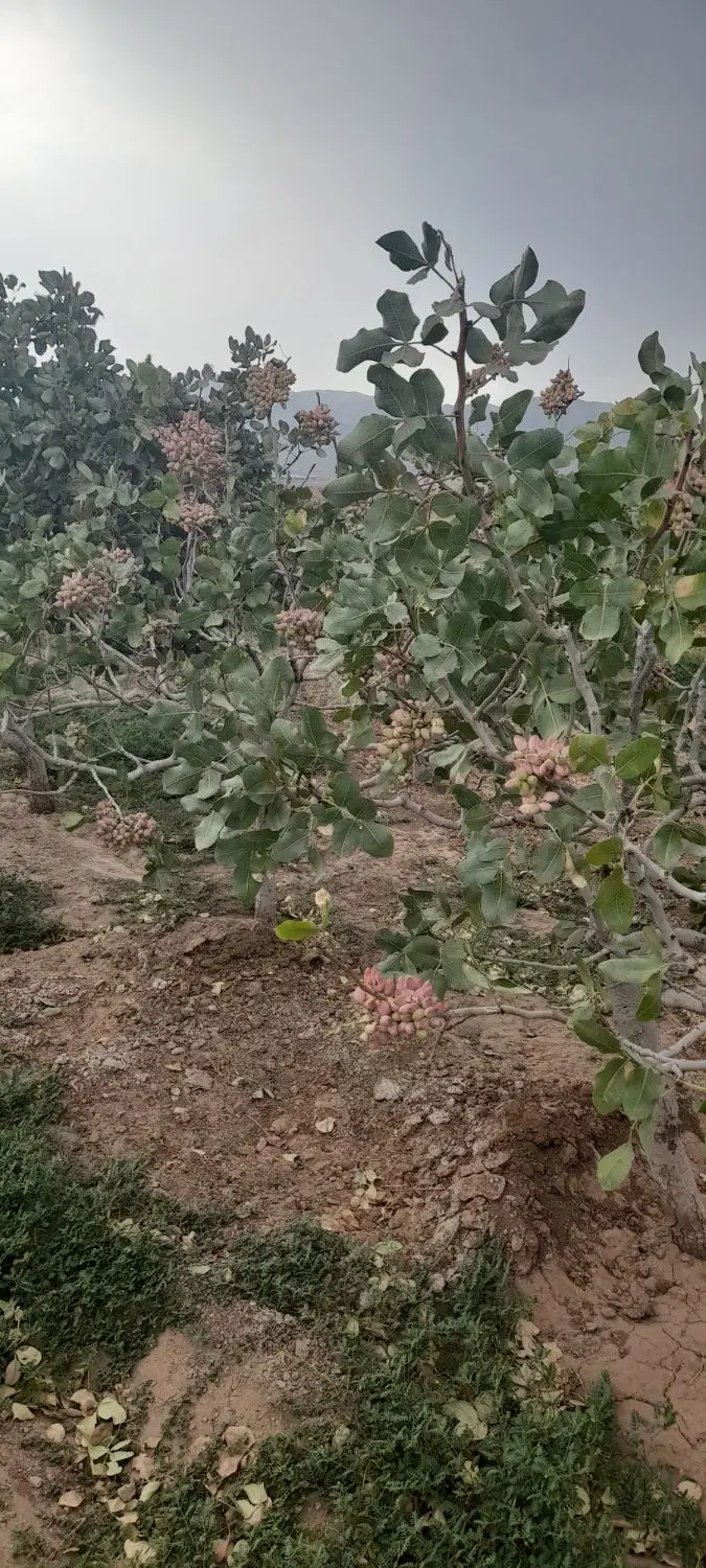 باغ پسته