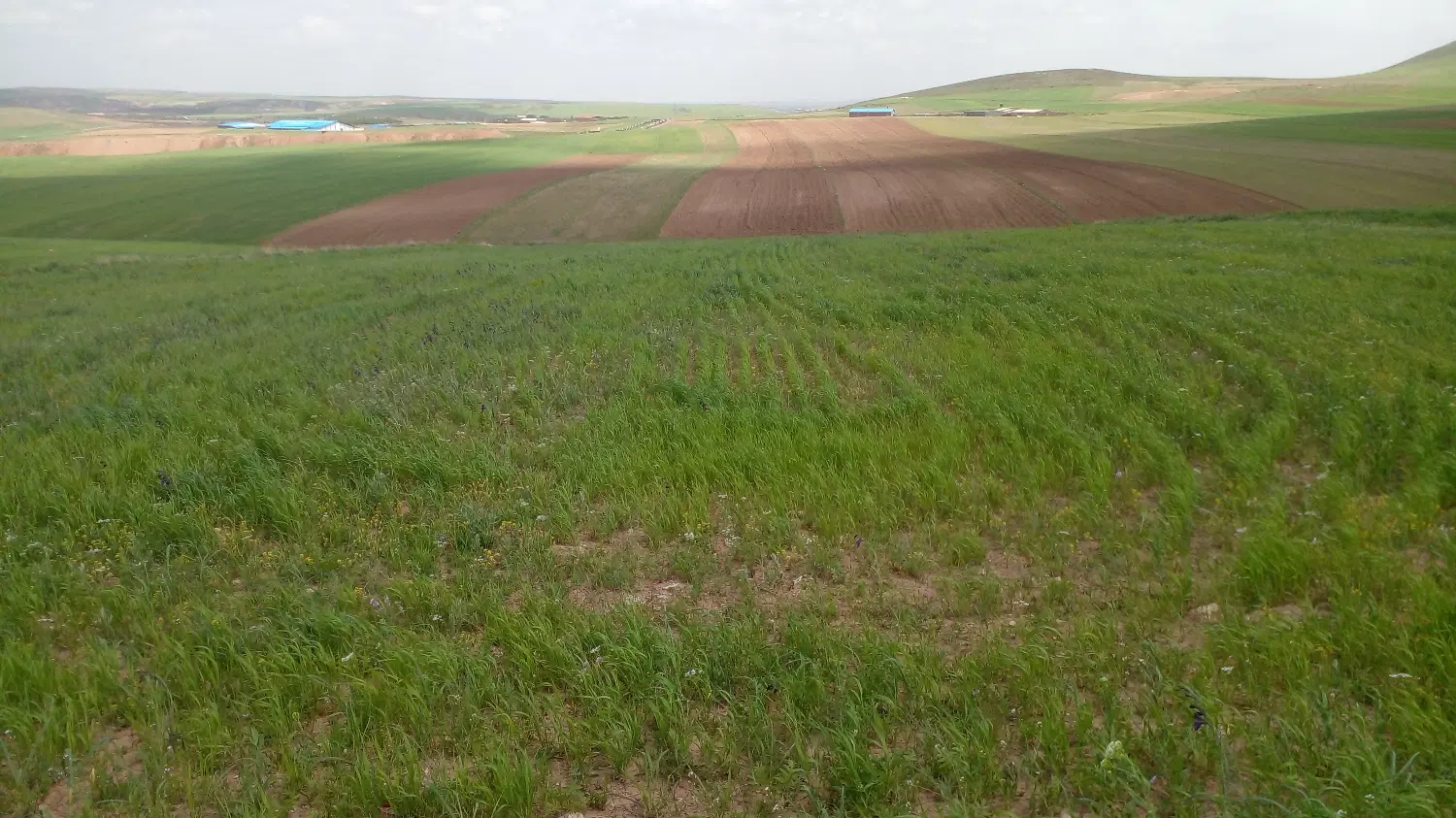 زمین دیم کشاورزی