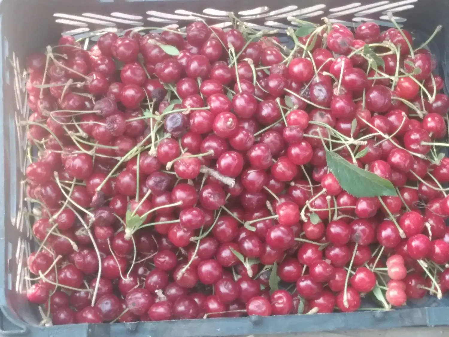 فروش باغ ویلادر روستا