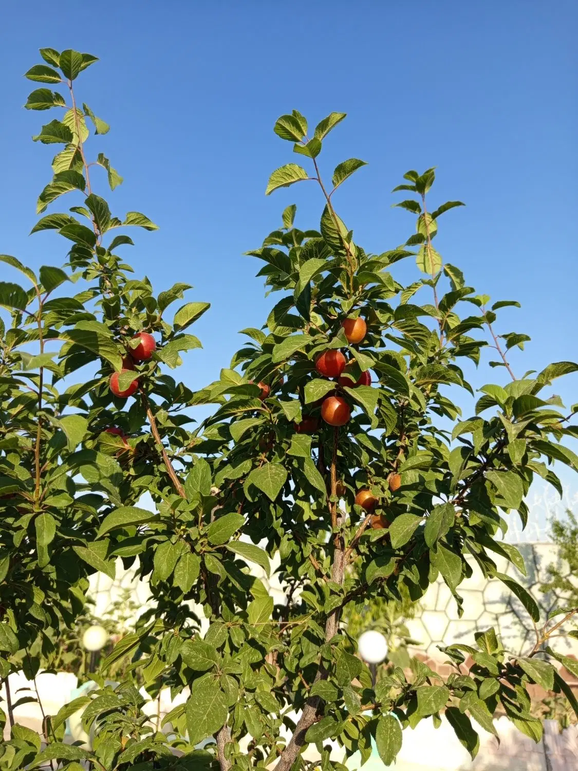 باغ آماده ۵۰۰منری  در روستای  نجم فروشی یا معاوضه