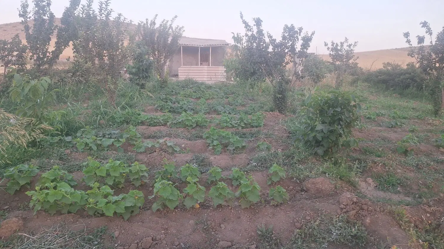 باغ میوه