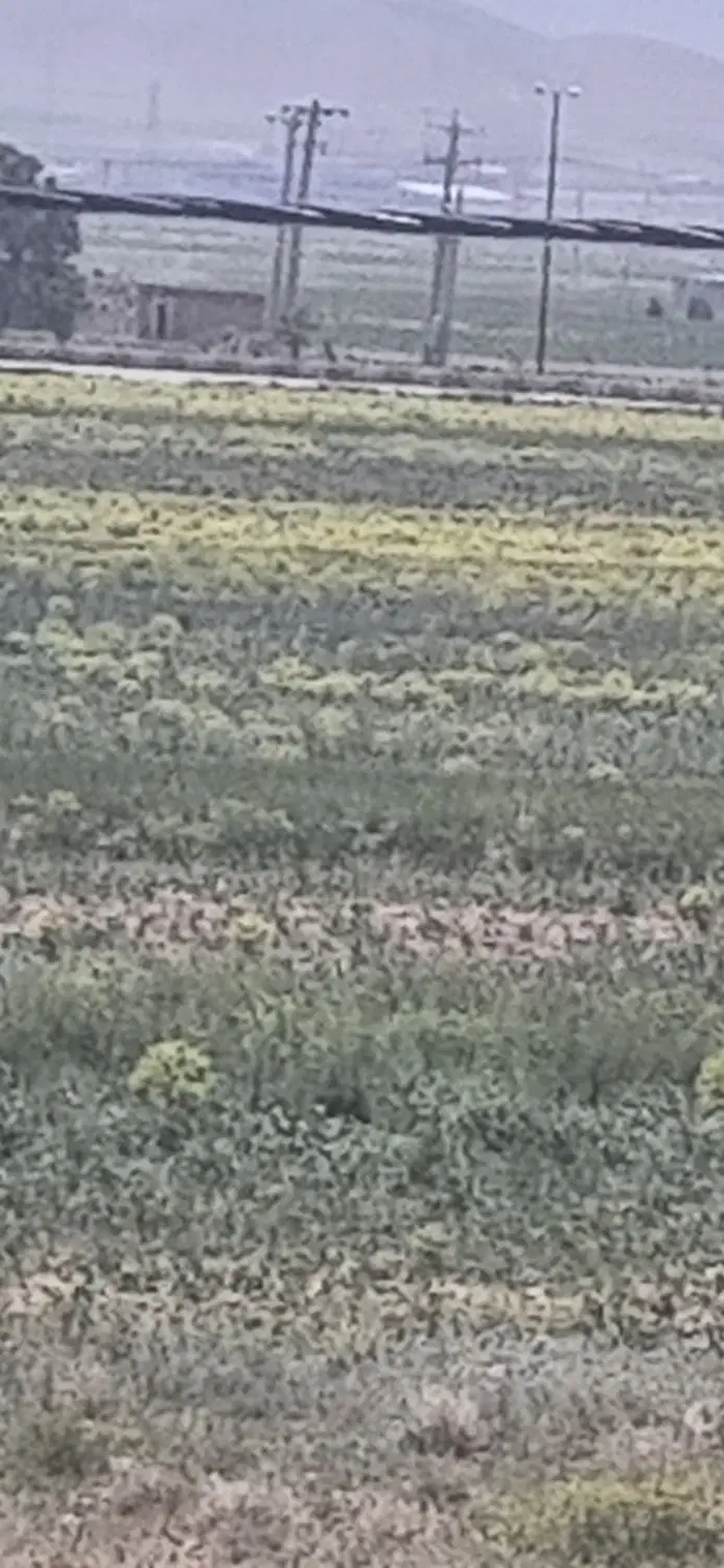 زمین نجف اباد زیر فلکه چهارمحال