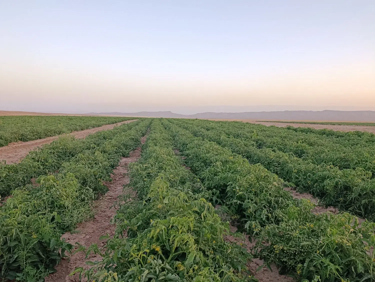 اجاره زمین زعفران